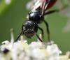 Sphecodes sp.